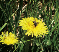 flower 1 photo